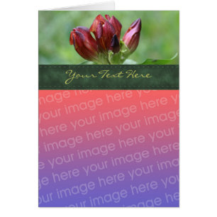 Red Gentian Flower Photo Card