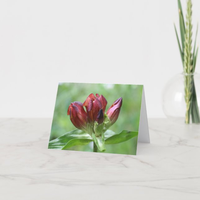 Red Gentian Flower Photography  Note Card (Front)