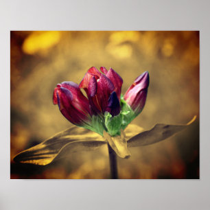 Red Gentian Flower Sepia Partial Colour  Poster