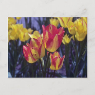 Red Georgette Tulip, (Tulipa Multoflora) flowers Postcard