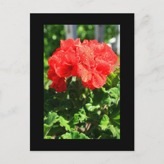 Red Geranium Flower Postcard (Front)