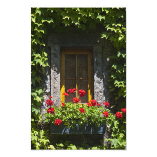 Red Geranium Flowers Window Box Photo Print