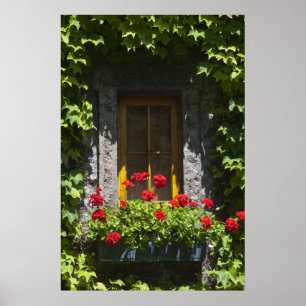 Red Geranium Window Box Poster