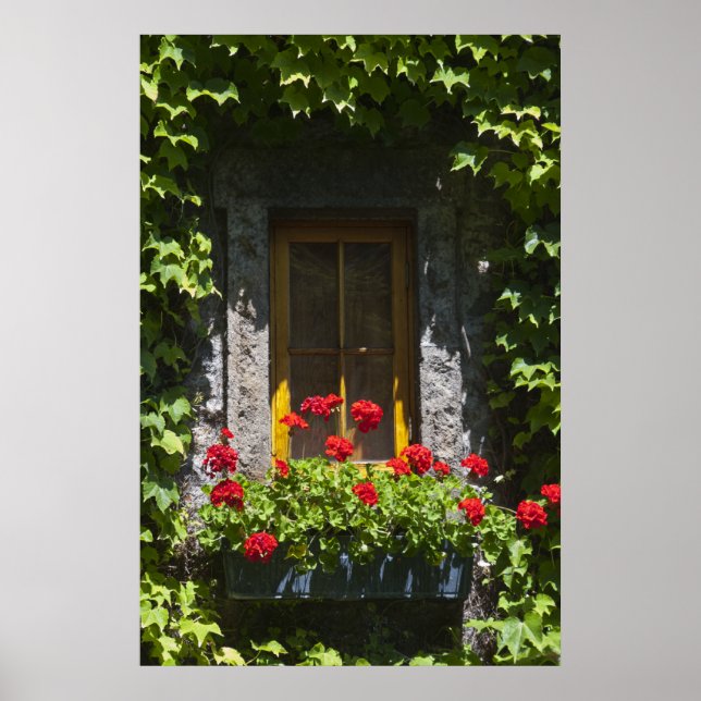 Red Geranium Window Box Poster (Front)