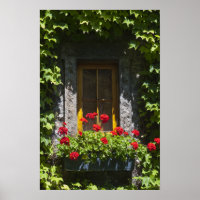 Red Geranium Window Flower Box