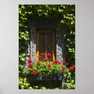 Red Geranium Window Flower Box Poster