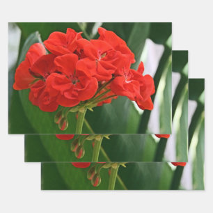 Red Geranium Wrapping Paper Sheet