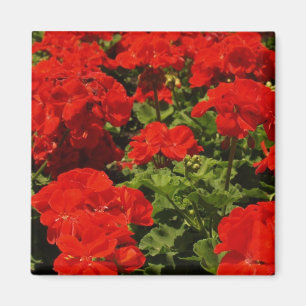 Red Geraniums Magnet