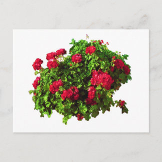 Red Geraniums Postcard
