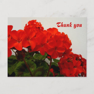 Red geraniums postcard