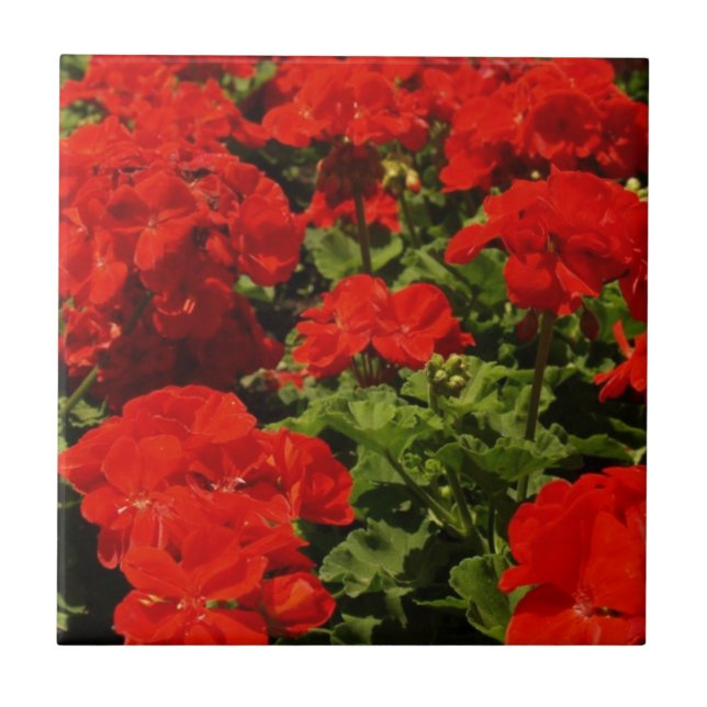 Red Geraniums Tile (Front)