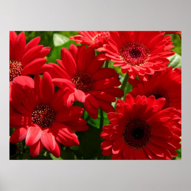 Red Gerber Daisies 2012 5a Poster (Front)