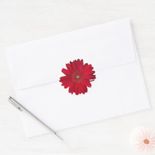 Red Gerber Daisy Close Up Photograph Classic Round Sticker