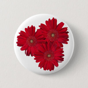 Red Gerber Daisy Close Up Photographs 6 Cm Round Badge