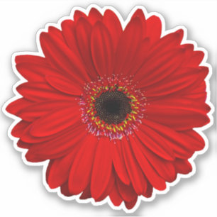 Red Gerber Daisy Flower Kiss-Cut Sticker