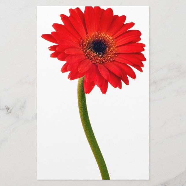Red  Gerber Daisy Flowers Floral Daisies Flower Stationery (Front)
