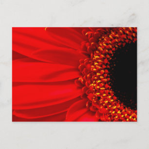 Red Gerber Daisy Postcard
