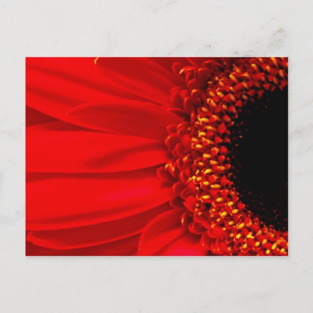 Red Gerber Daisy Postcard (Front)