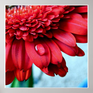 Red Gerber Poster