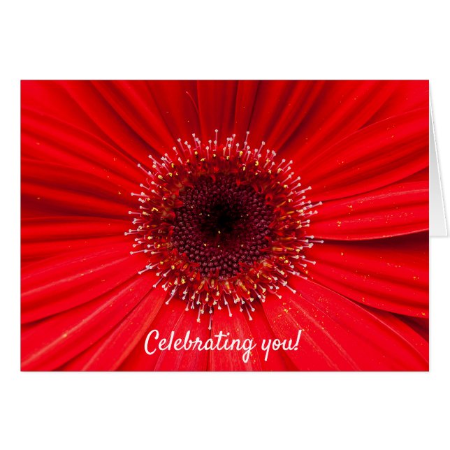 Red Gerbera Daisy for birthday (Front Horizontal)