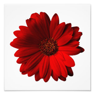Red Gerbera Daisy Photo Print