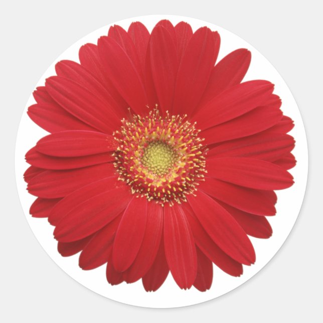 Red gerbera diasy Sticker (Front)