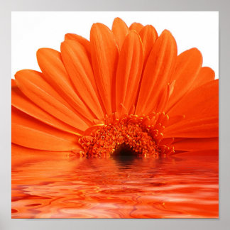 red gerbera in water poster