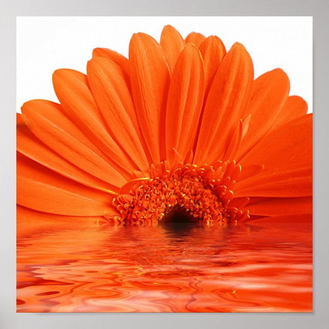 red gerbera in water poster (Front)
