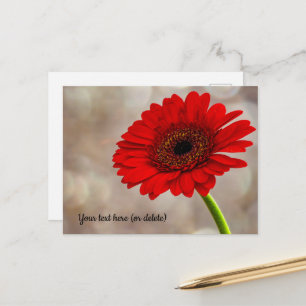 Red Gerbera Postcard