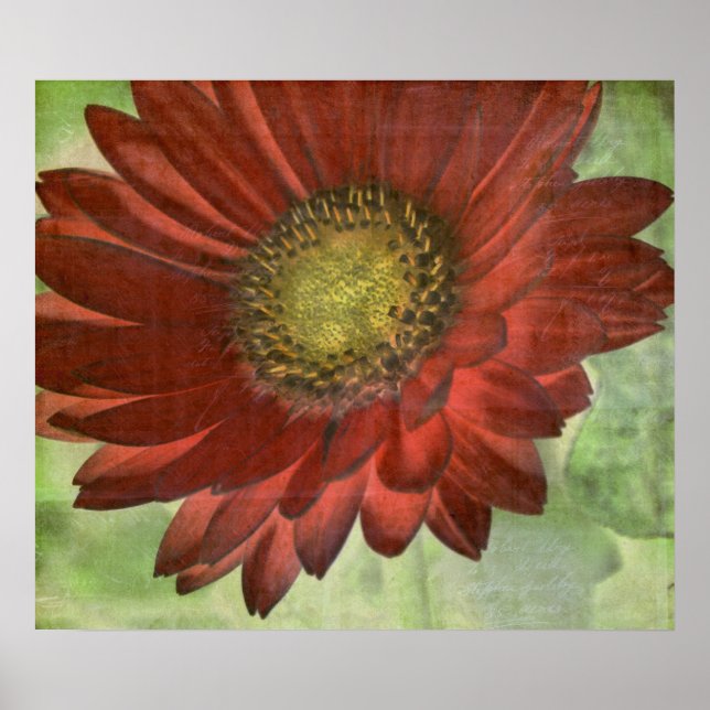 Red Gerbera Poster (Front)