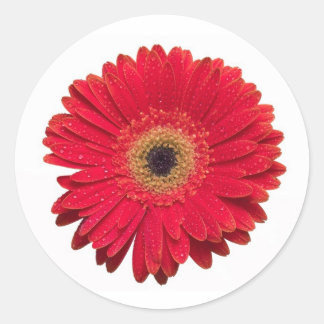 Red Gerbera Sticker