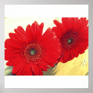 Red Gerberas Canvas Print