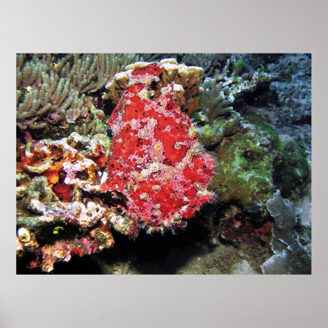 Red Giant Frogfish Poster (Front)