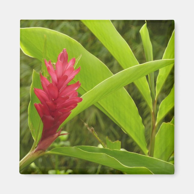 Red Ginger Flower (Alpinia) Tropical Magnet (Front)
