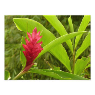 Red Ginger Flower (Alpinia) Tropical Photo Print