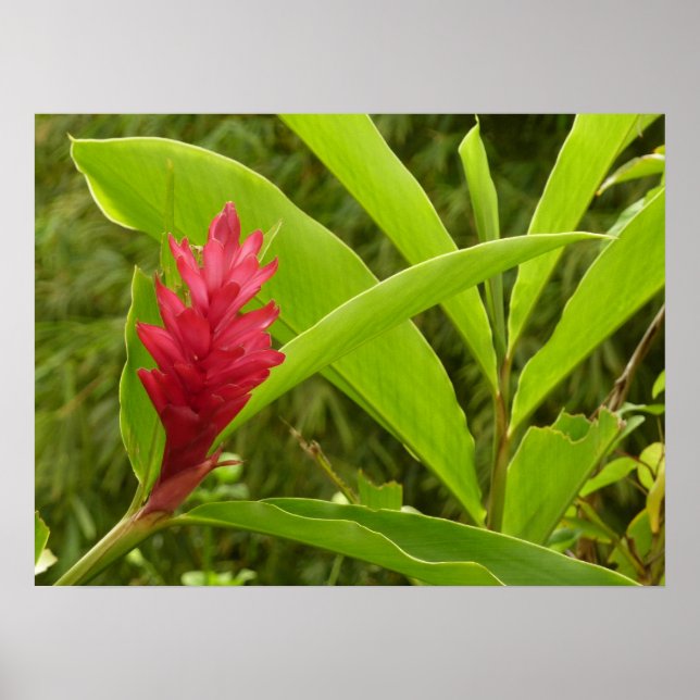Red Ginger Flower (Alpinia) Tropical Poster (Front)