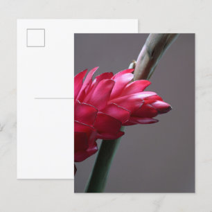 Red Ginger Flower Postcard