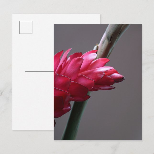 Red Ginger Flower Postcard (Front/Back)