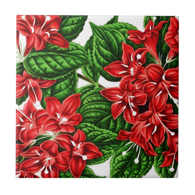 Red ginger flowers, vintage print tile (Front)