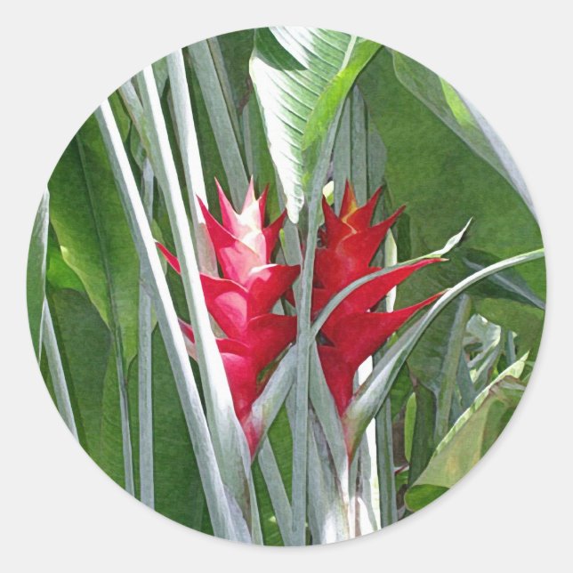 Red Ginger Sticker (Front)