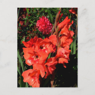 Red Gladiolas Postcard