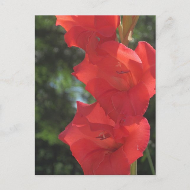 Red Gladiolas Postcards (Front)