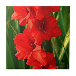 Red Gladiolas Tile