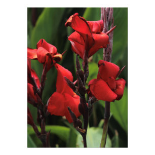 Red Gladiolus Photo Print