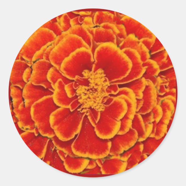 Red & Gold Marigold Flower Gifts by Sharles Classic Round Sticker (Front)