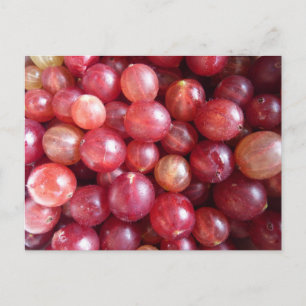 Red gooseberry fruits photo postcard