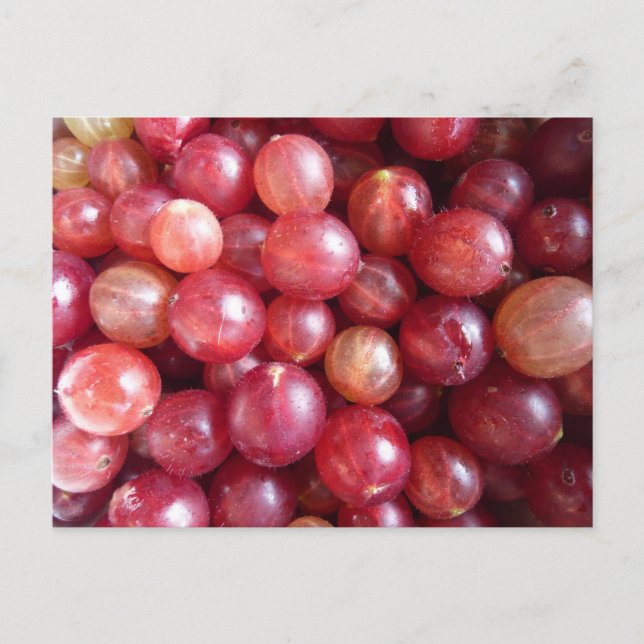 Red gooseberry fruits photo postcard (Front)