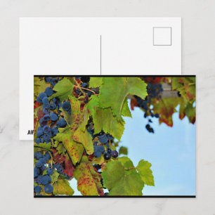 Red Grapes Blue Sky Postcard
