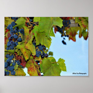 Red Grapes Blue Sky Poster