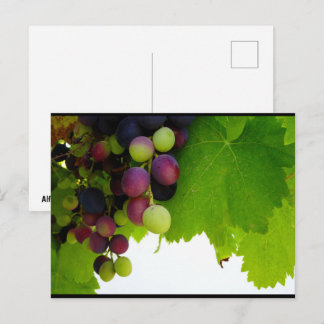 Red Grapes on Vine Postcard